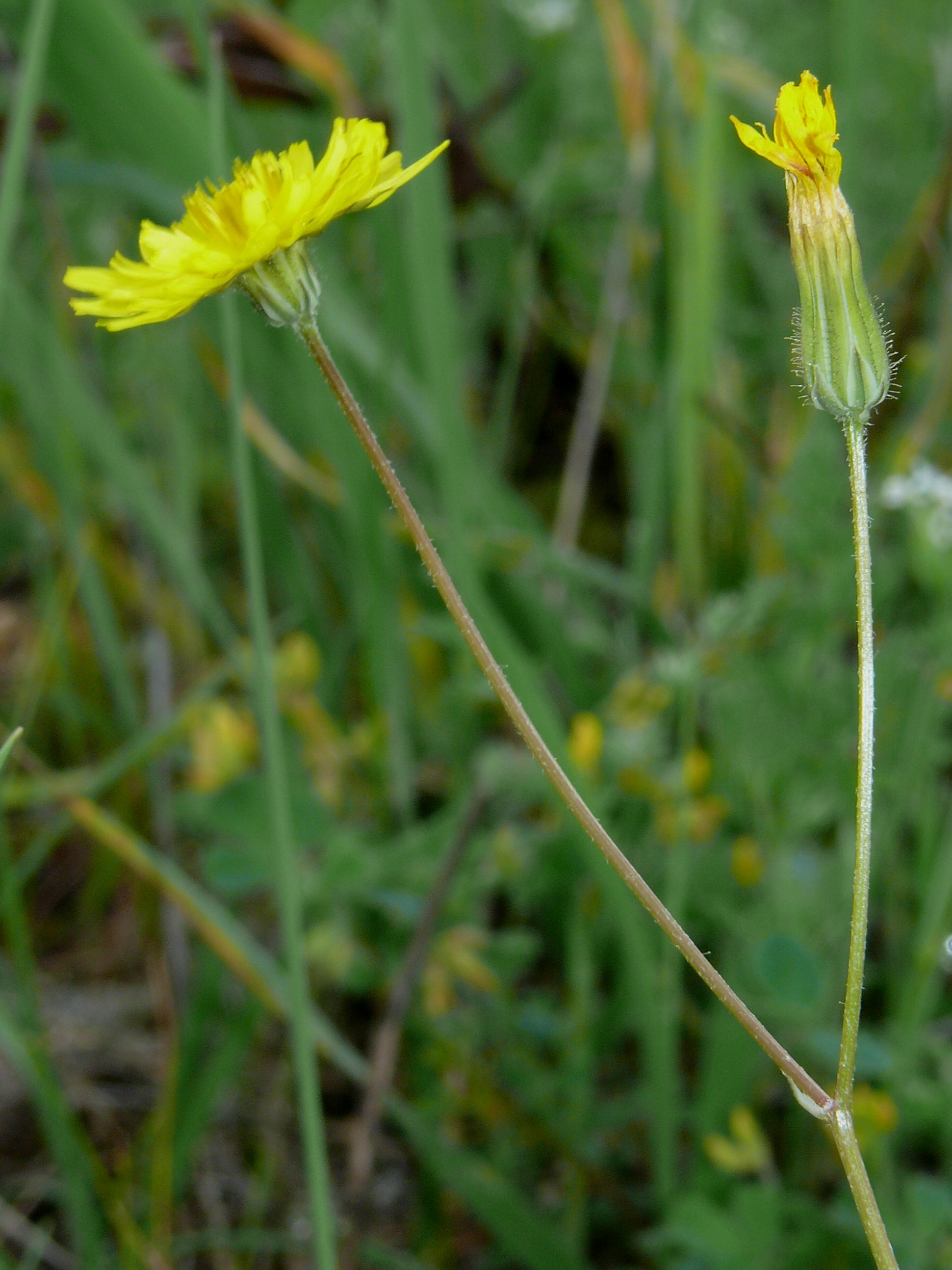 Crepis sancta Cichorieae Portal Crepis sancta Cichorieae Portal