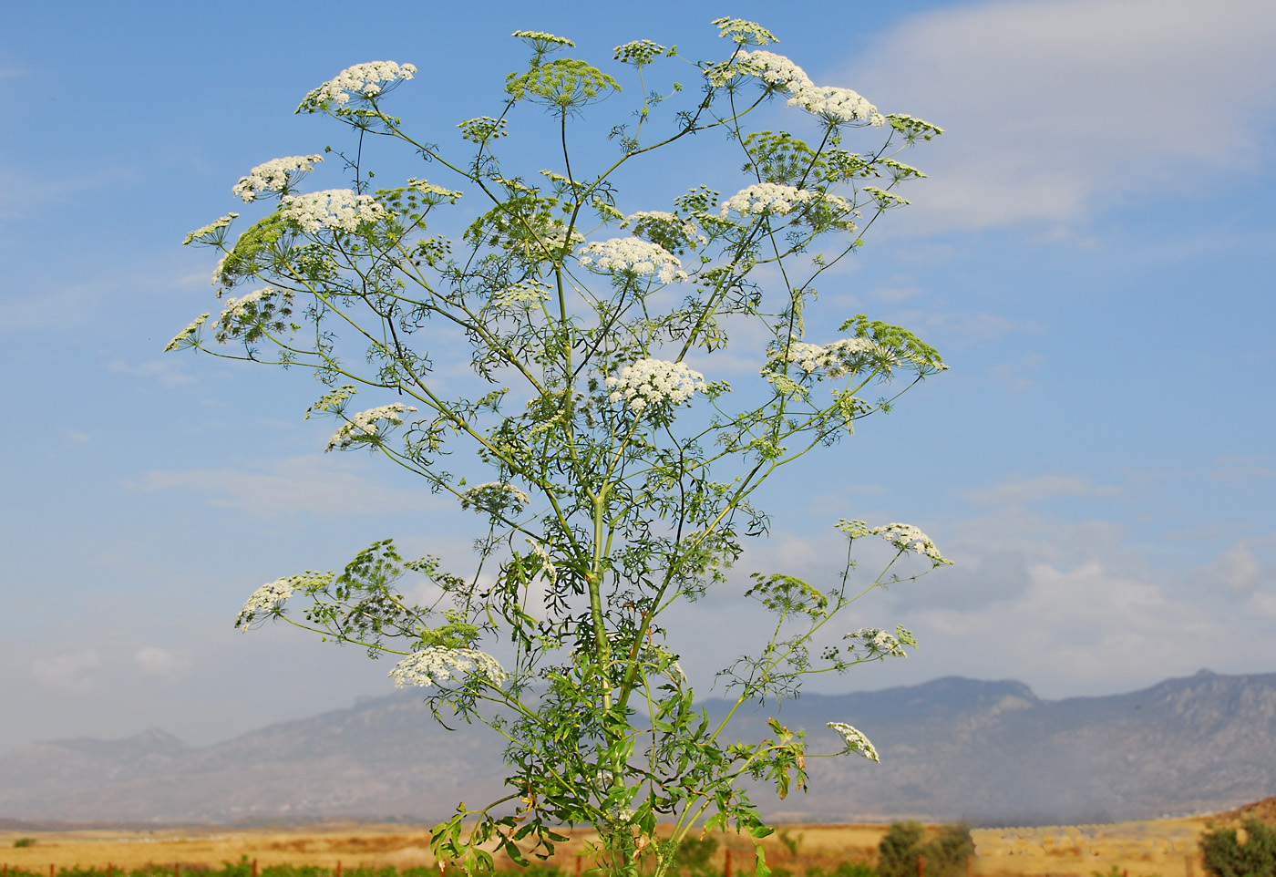 Ammi majus | Flora of Cyprus — a dynamic checklist