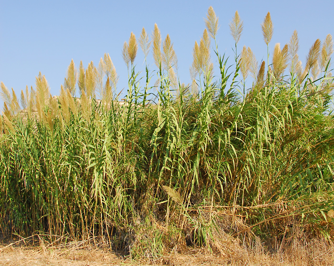 Arundo donax | Flora of Cyprus — a dynamic checklist