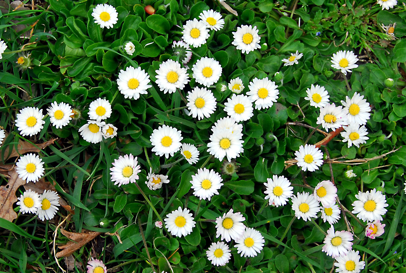 Bellis Perennis Flora Of Cyprus A Dynamic Checklist