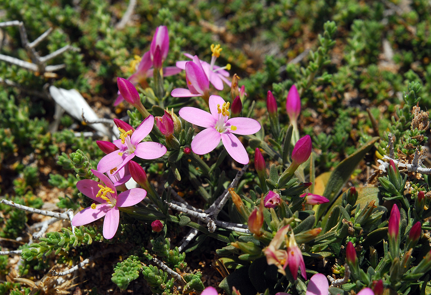 Centaurium mairei | Flora of Cyprus — a dynamic checklist