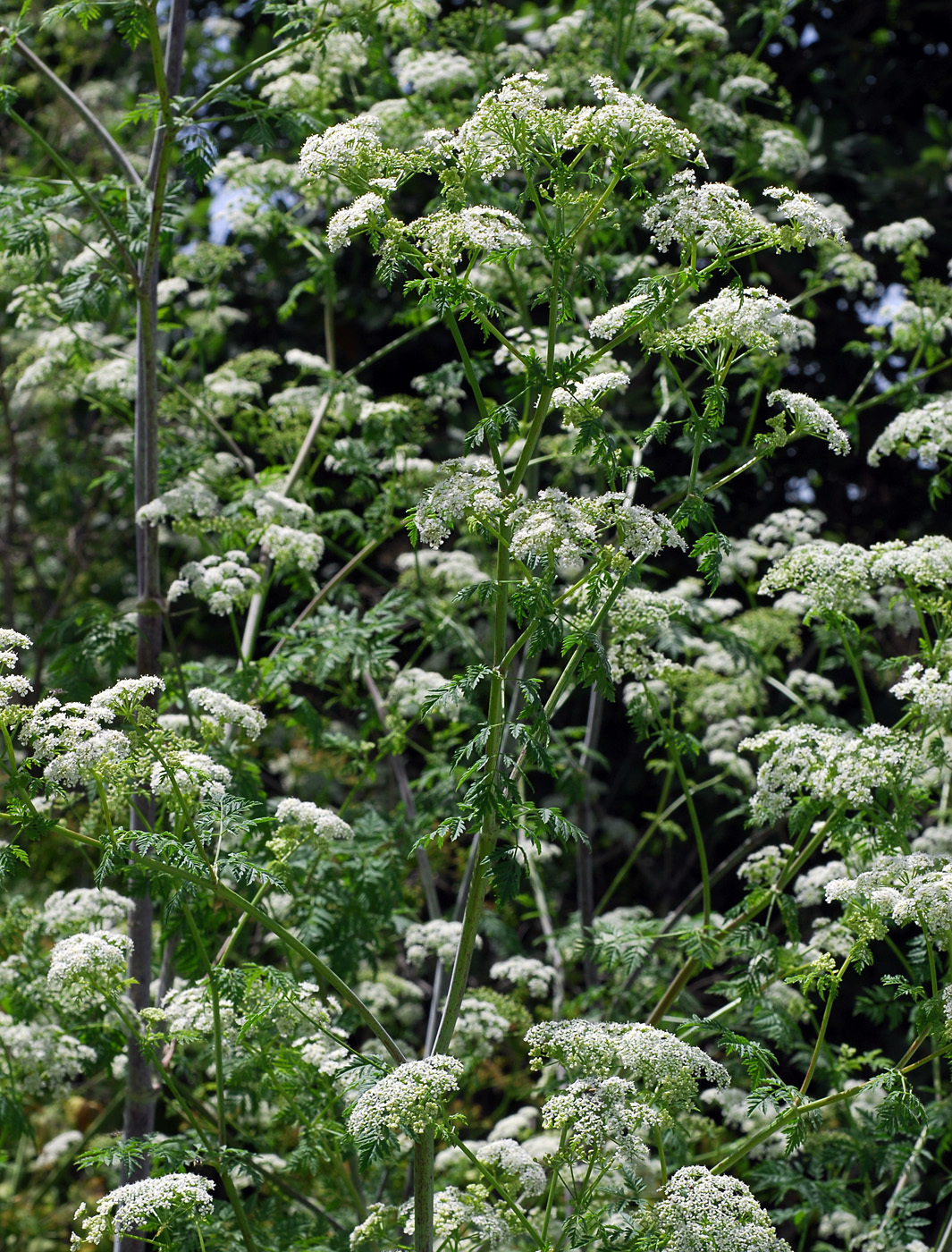 Conium maculatum | Flora of Cyprus — a dynamic checklist