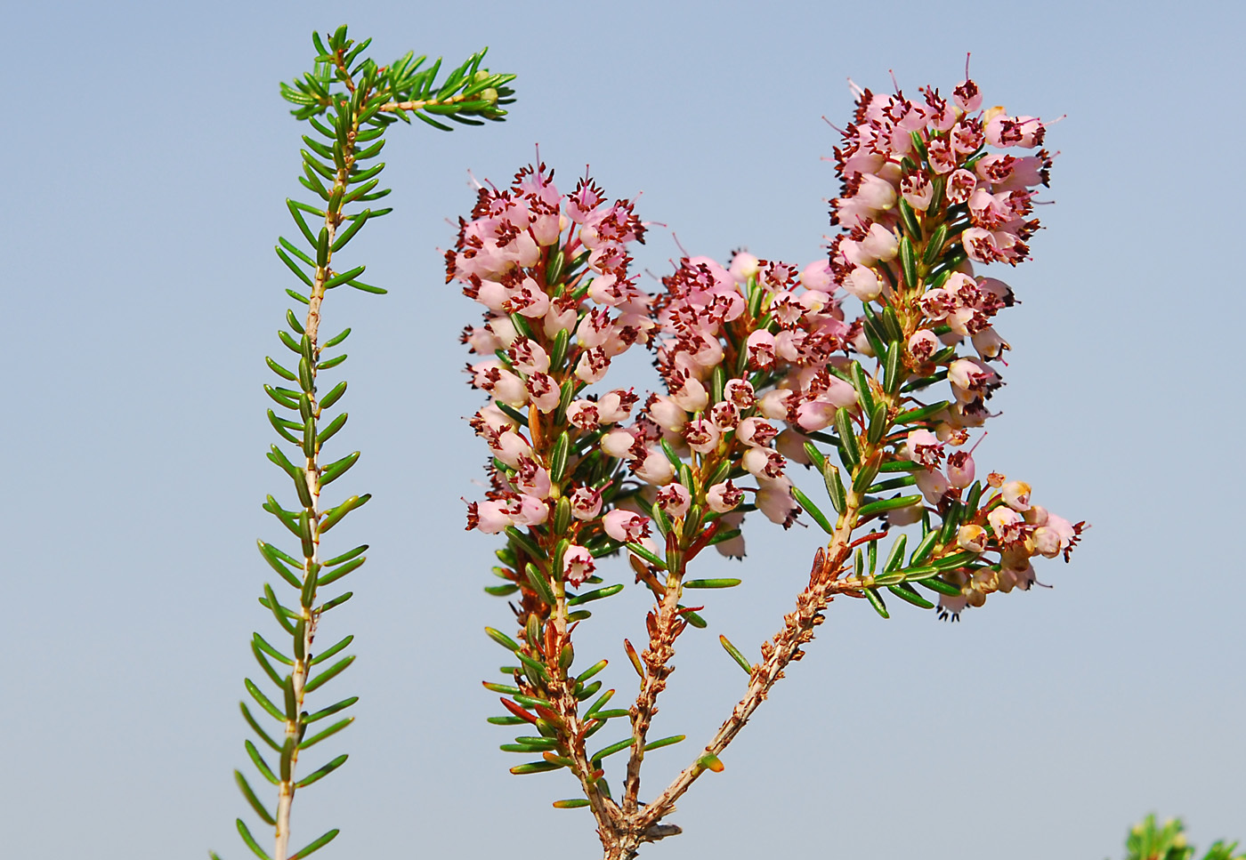 Erica manipuliflora | Flora of Cyprus — a dynamic checklist