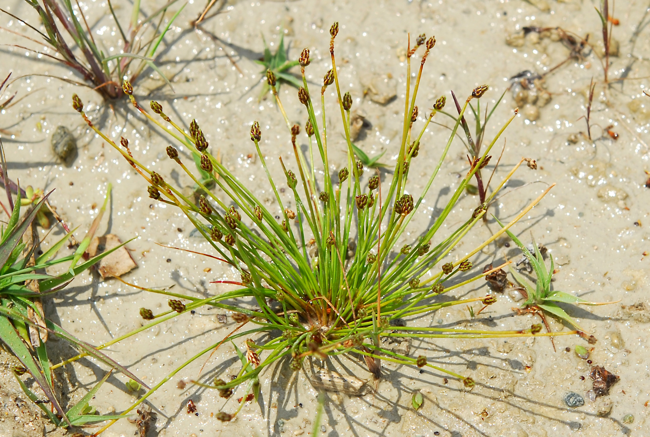 Isolepis cernua | Flora of Cyprus — a dynamic checklist