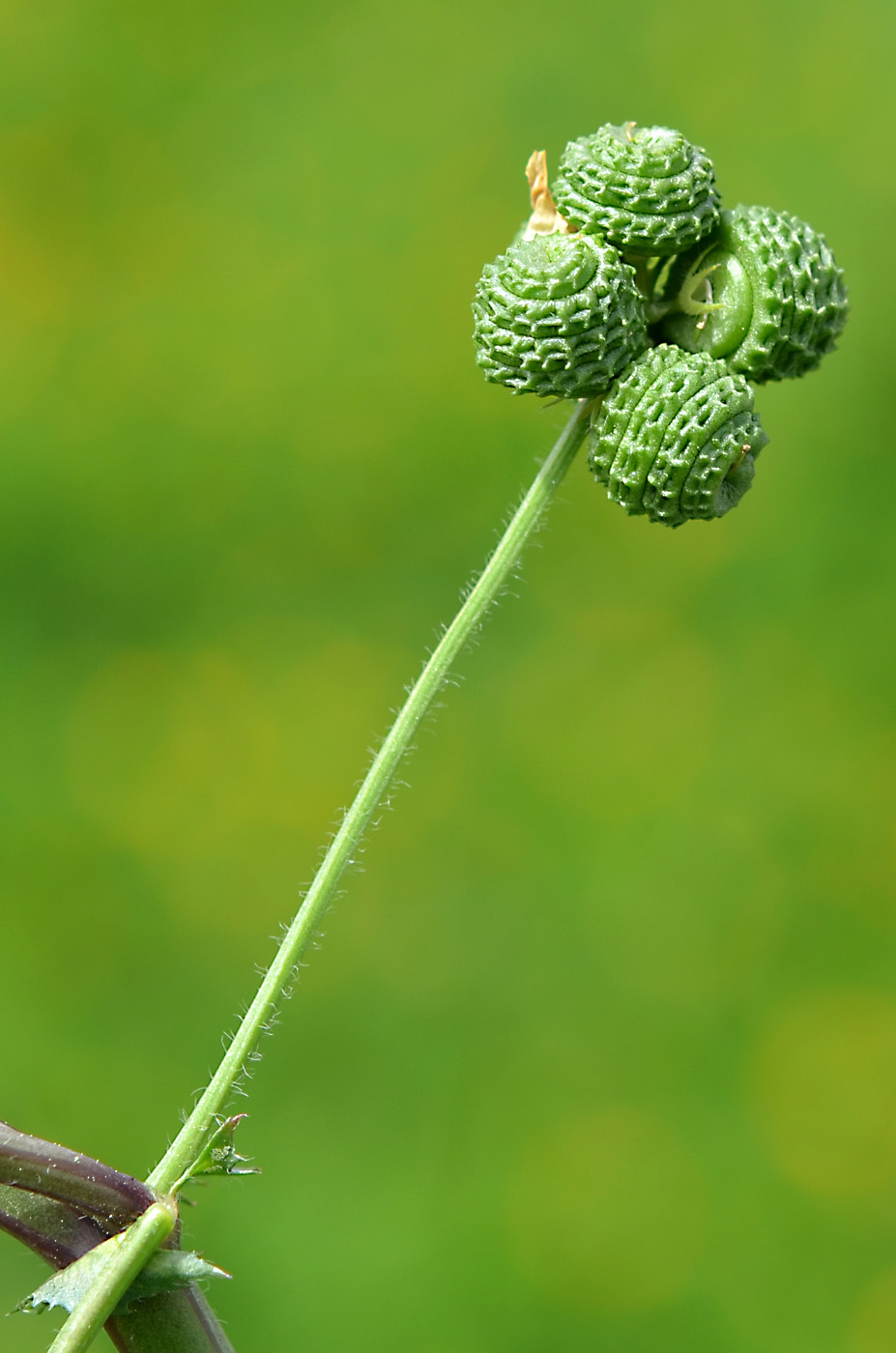 Medicago turbinata | Flora of Cyprus — a dynamic checklist