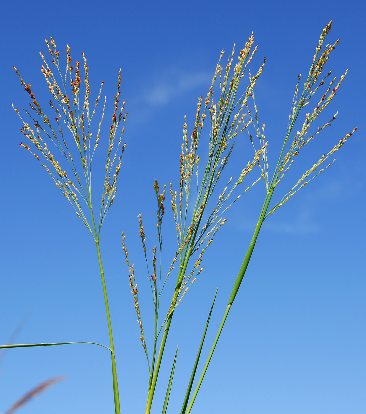 Panicum repens | Flora of Cyprus — a dynamic checklist