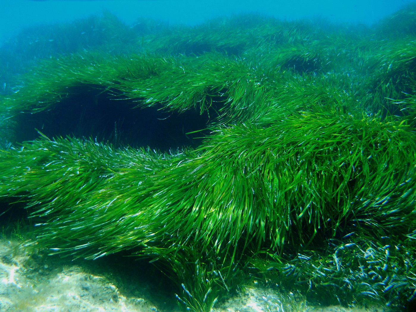 Posidonia oceanica | Flora of Cyprus — a dynamic checklist