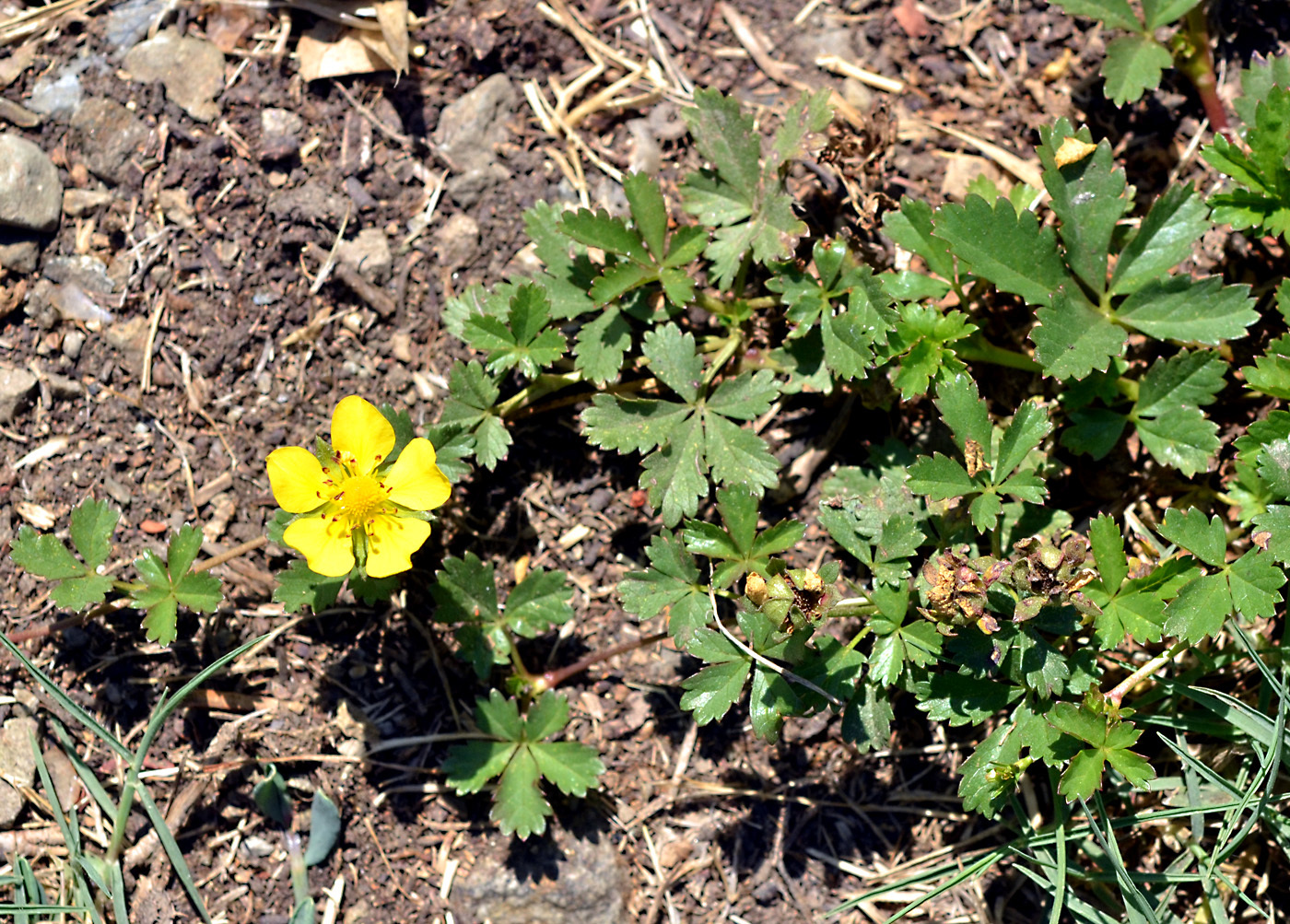 Potentilla reptans | Flora of Cyprus — a dynamic checklist