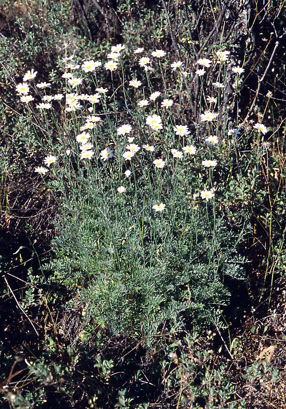Tanacetum cinerariifolium Flora of Cyprus — a dynamic checklist