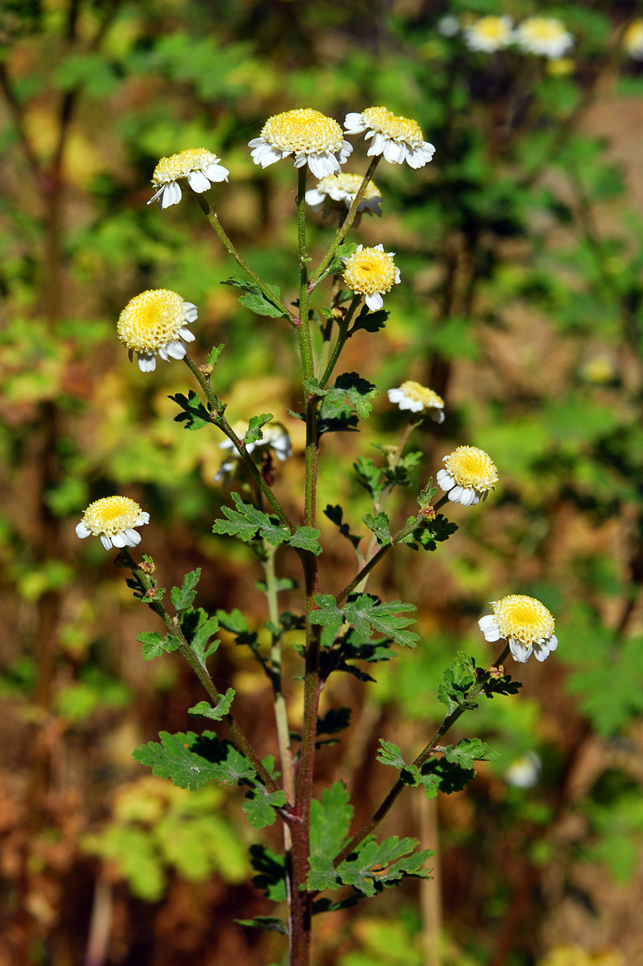 Tanacetum parthenium | Flora of Cyprus — a dynamic checklist