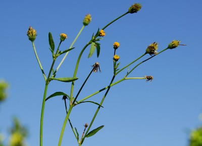 Bidens Pilosa Flora Of Cyprus A Dynamic Checklist