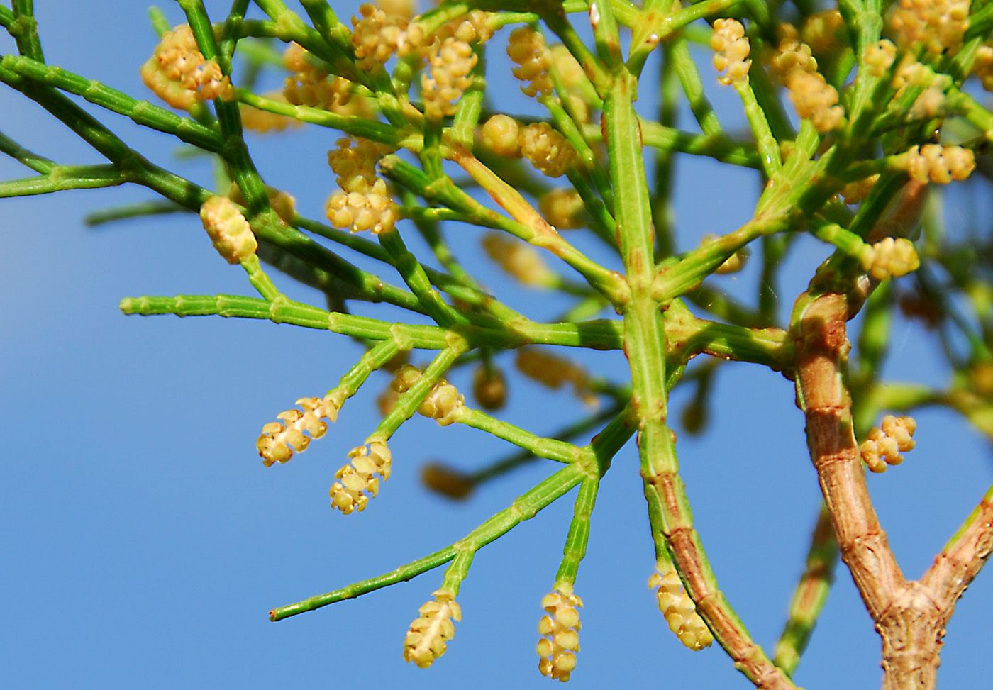 Tetraclinis articulata Flora of Cyprus — a dynamic checklist