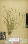 To Botanic Garden and Botanical Museum Berlin-Dahlem herbarium (Carex leersii B 10 0296416 type 1)
