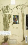 To Botanic Garden and Botanical Museum Berlin-Dahlem herbarium (Carex pairae B 10 0296423 type 1)